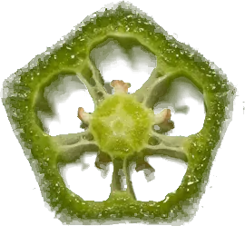 Gombo (Okra) — export premium Tropicaura