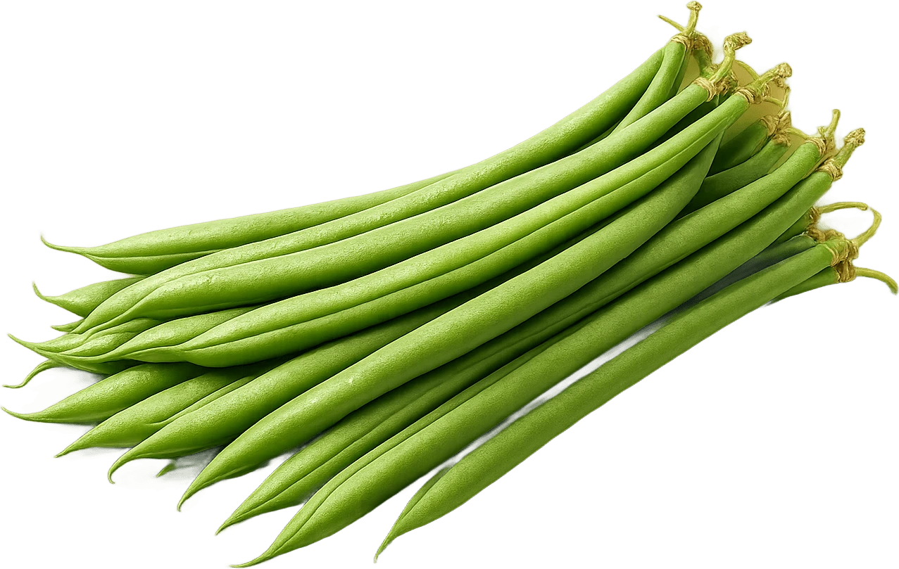 Haricot vert (Green Bean) — export premium Tropicaura